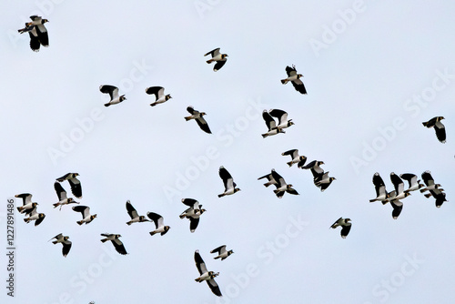 Photos Northern Lapwing (Vanellus vanellus) in Bull Island, Dublin - Common in Europe