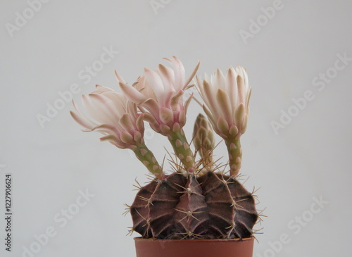 Blooming succulent plant, Gymnocalycium mihanovichii in bloom, the spider-cactus, dwarf chin cactus,  with pink flower photo