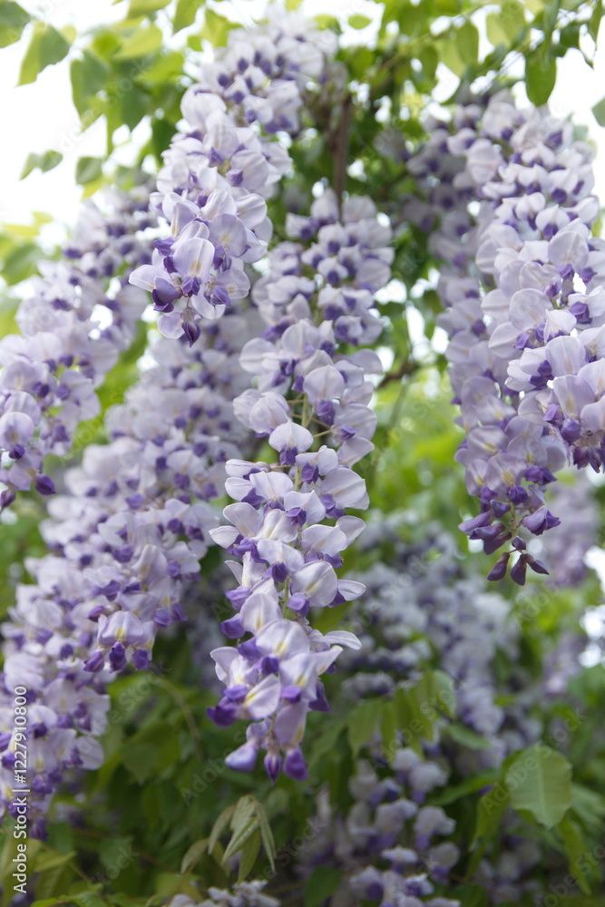 Violet - lilac flowers of Wisteria sinensis, Chinese wisteria in bloom Violet - lilac flowers of Wisteria sinensis, Chinese wisteria in bloom