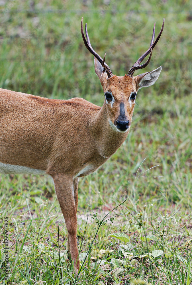 animal Brazilian Pantanal, pampas deer , Ozotoceros bezoarticus animal Brazilian Pantanal, pampas deer , Ozotoceros bezoarticus
