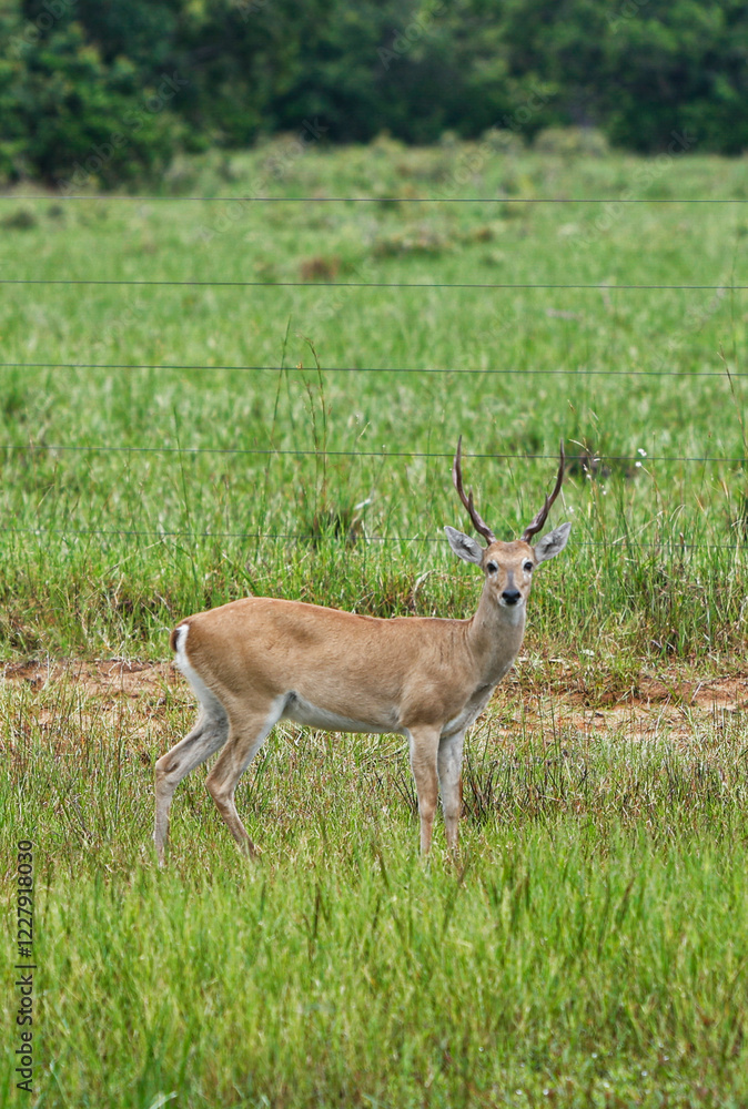 Fototapeta premium animal Brazilian Pantanal, pampas deer , Ozotoceros bezoarticus 