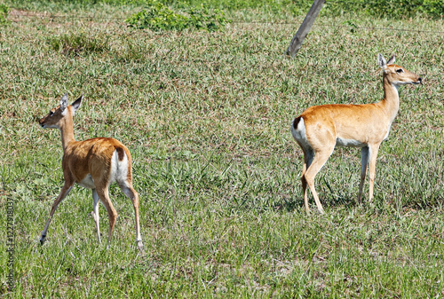 animal Brazilian Pantanal,  pampas deer , Ozotoceros bezoarticus  photo