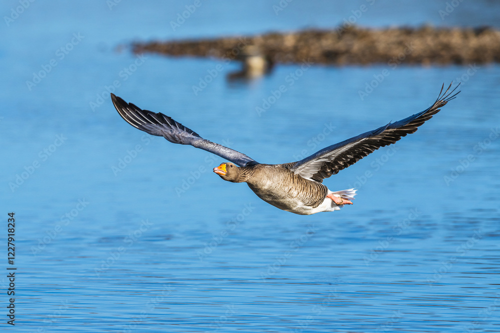 Greylag Goose, Anser anser, bird in flight over winter marshes Greylag Goose, Anser anser, bird in flight over winter marshes