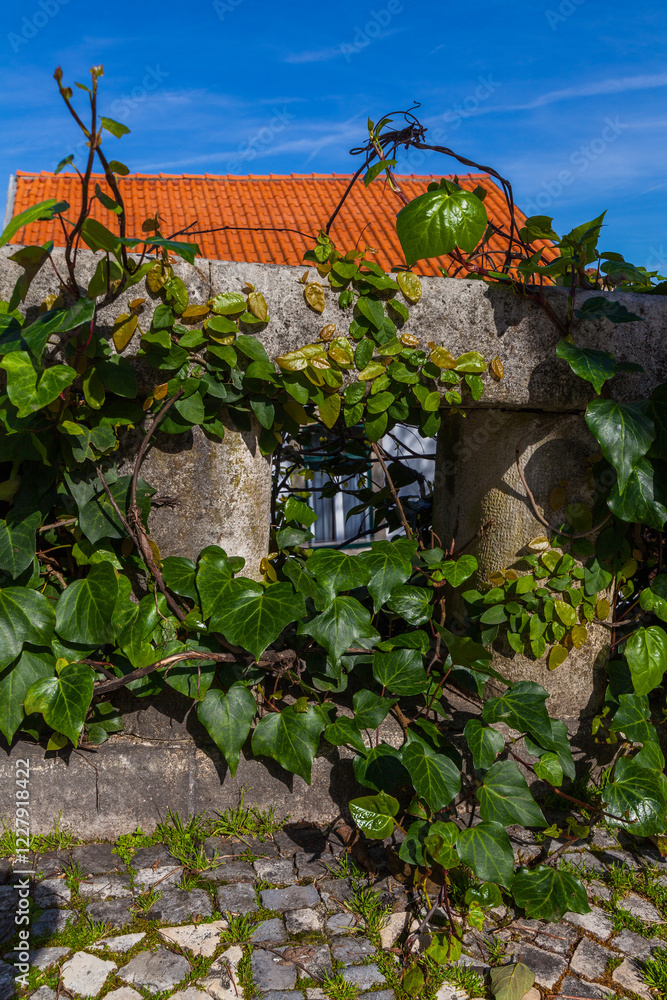 Fototapeta premium Lush green ivy climbs a textured stone wall with a glimpse of a red-tiled roof and a window, creating a contrast between nature and architecture under a blue sky.