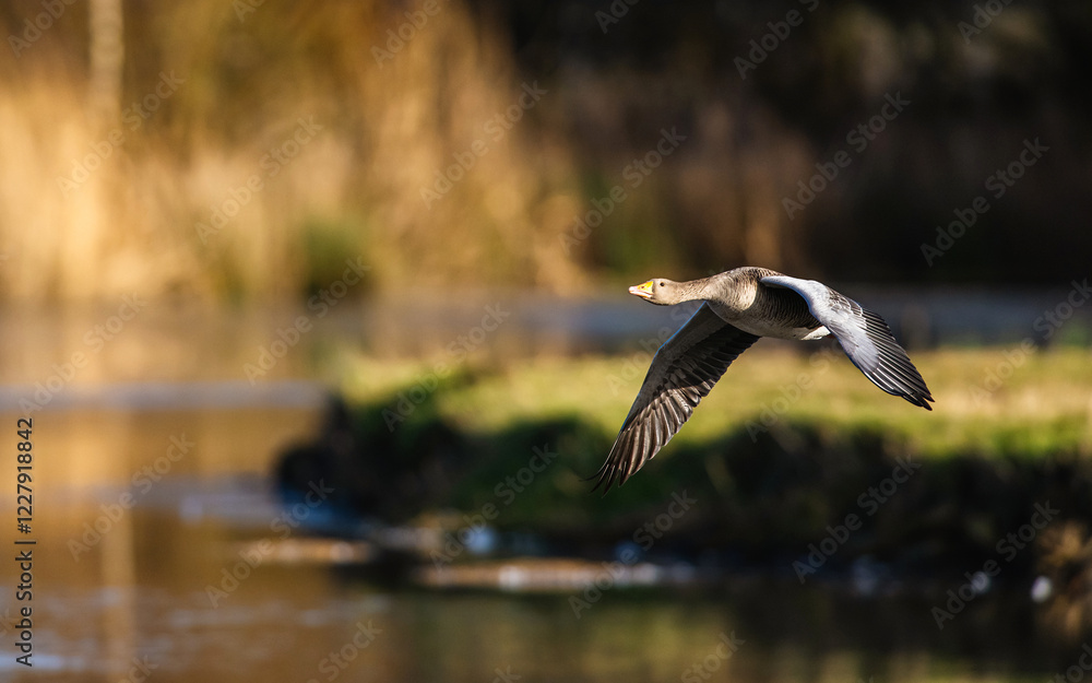 Greylag Goose, Anser anser, bird in flight over winter marshes Greylag Goose, Anser anser, bird in flight over winter marshes