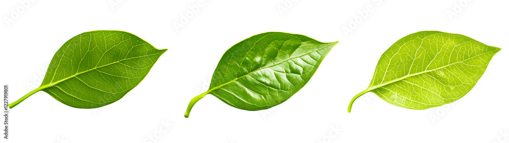 Obraz premium Set of fresh green leaves on transparent png background for botanical illustrations, eco-friendly design, and nature-themed digital art projects