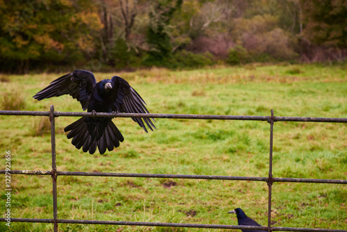 A dynamic close-up of a blackbird spreading its wings while perched on a rustic iron fence, with another blackbird on the ground nearby. The scene is set against a vibrant green field in Ireland. photo