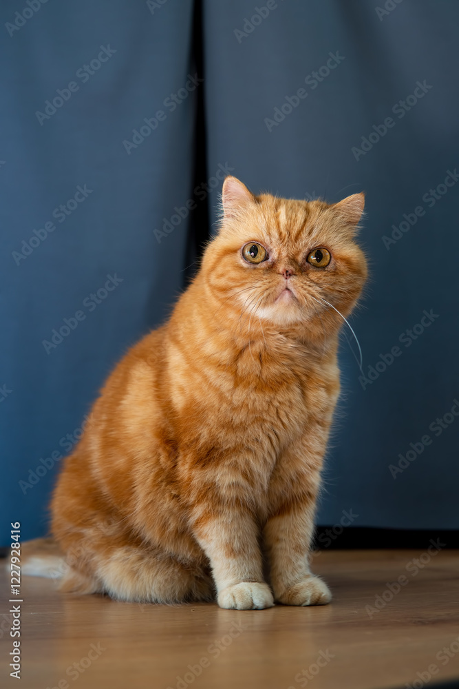 Fototapeta premium Beautiful Fluffy red cat with big eyes of the Exotic breed. On a gray background indoors. Long fur. Pets concept.