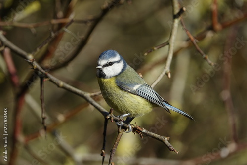 blue tit (Cyanistes caeruleus)