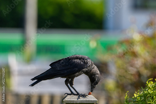 Jackdaw crow, corvid bird. A distinctive black bird with its hooded feathers feeding on raisins from a wooden fence photo