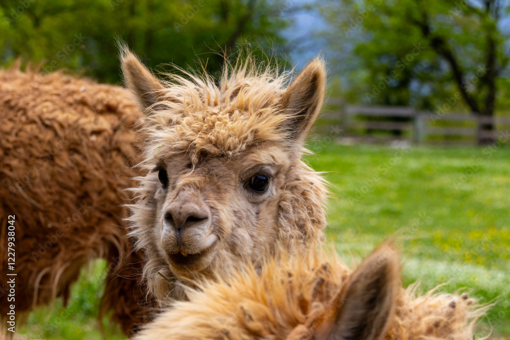 Fototapeta premium Adorable Alpaca with Fluffy Fur in a Sunny Pasture