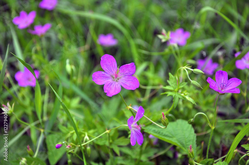 Geranium growing in the wild