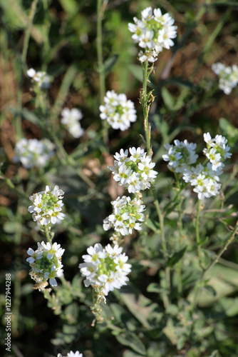 Berteroa incana as a weed grows in nature photo