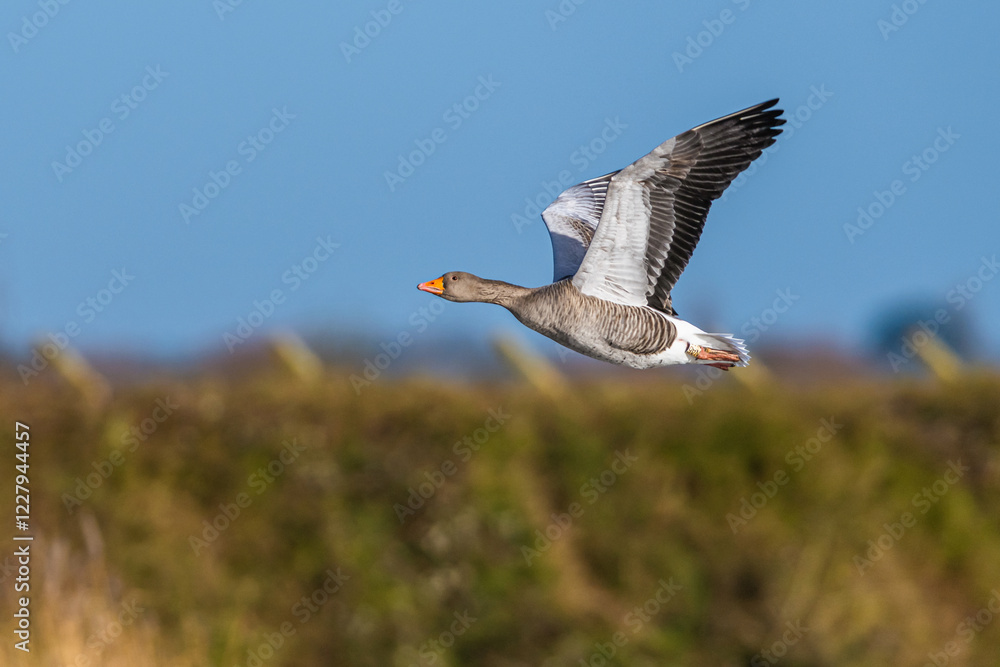 Obraz premium Greylag Goose, Anser anser, bird in flight over winter marshes