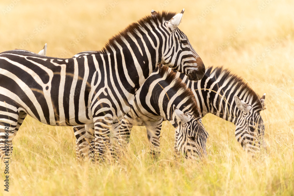 Steppenzebras Steppenzebras