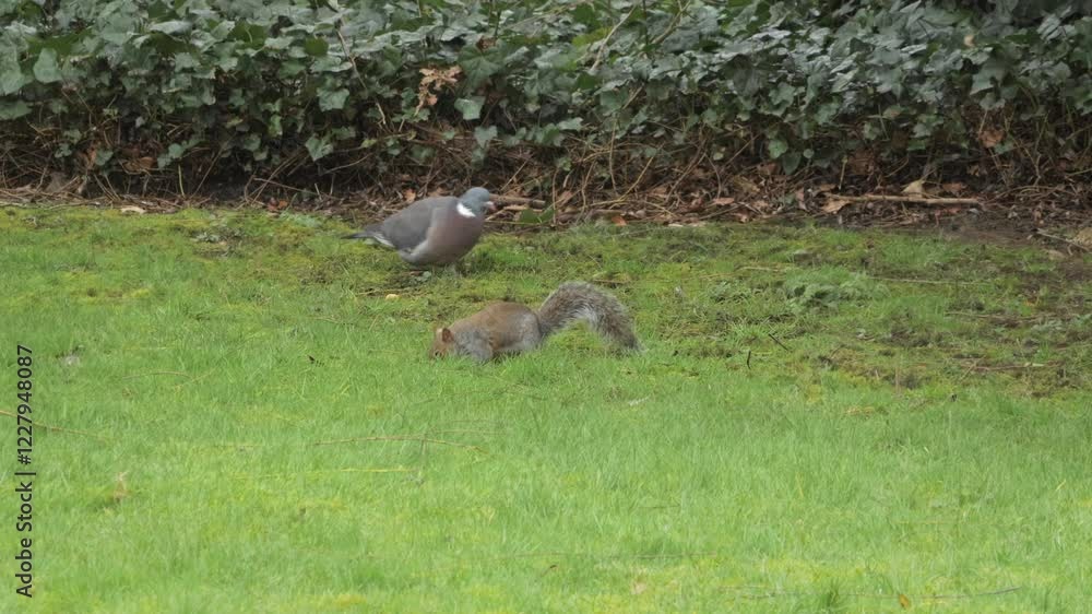 Grey Squirrel And Pigeon Searching Foraging For Food In Grass Garden Daytime UK Hertfordshire Borehamwood Grey Squirrel And Pigeon Searching Foraging For Food In Grass Garden Daytime UK Hertfordshire Borehamwood
