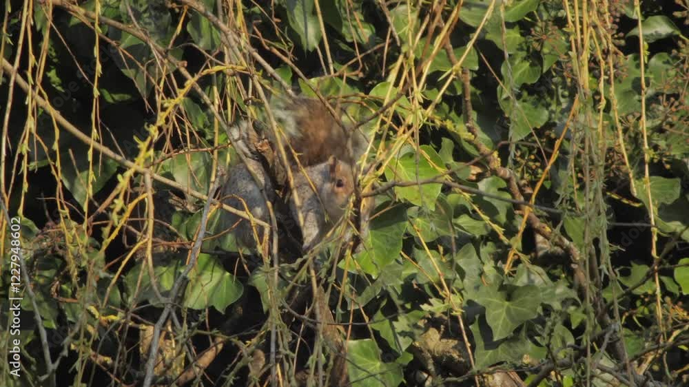 Grey Squirrel Sat On Tree Branch Eating Small Leaves From Thin Vines Daytime UK Hertfordshire Borehamwood Grey Squirrel Sat On Tree Branch Eating Small Leaves From Thin Vines Daytime UK Hertfordshire Borehamwood