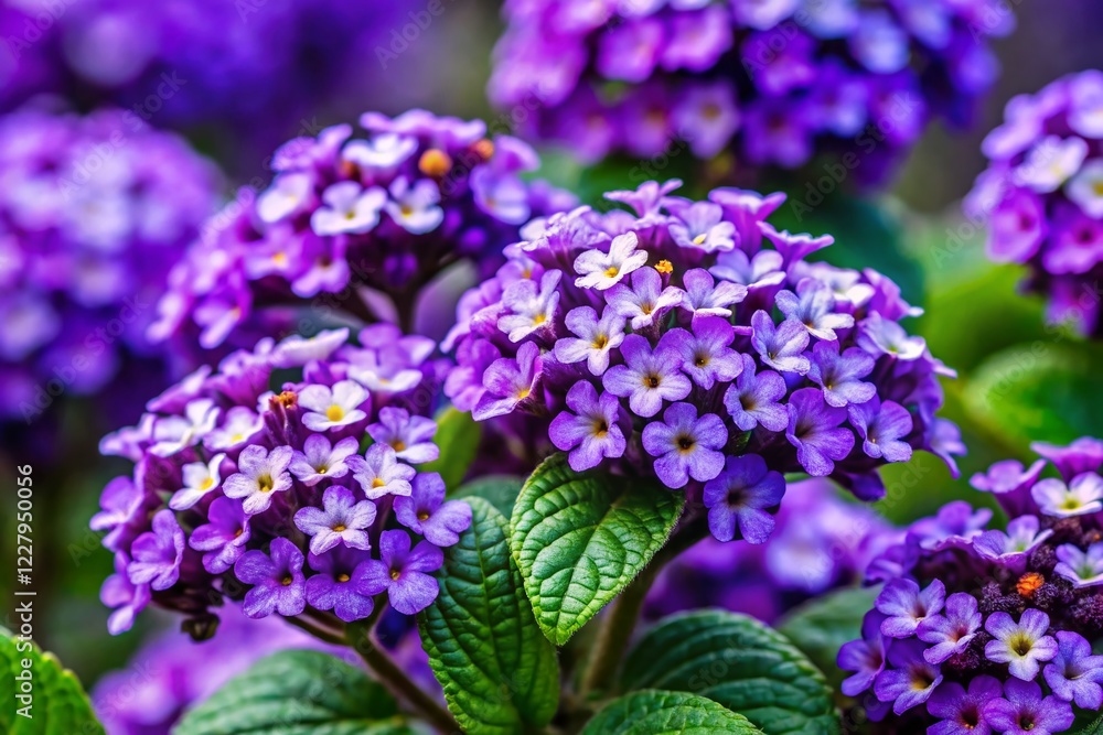 Heliotrope Flowers: Close-up of Delicate Purple Blossoms in Vibrant Sunlight Heliotrope Flowers: Close-up of Delicate Purple Blossoms in Vibrant Sunlight