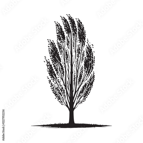 Artistic Poplar Tree silhouette designed for nature-inspired artwork - Poplar tree silhouette - Poplar tree vector - Poplar tree illustration - Poplar silhouette - Poplar vector
