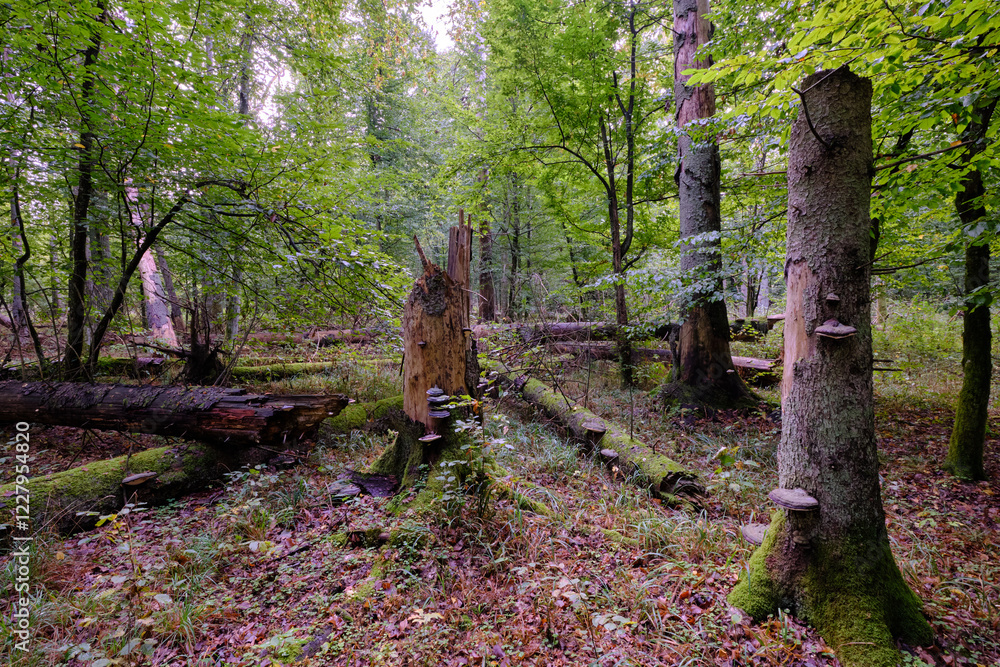 Summertime deciduous forest with broken old tree