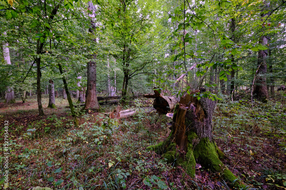 Summertime deciduous forest with broken old tree