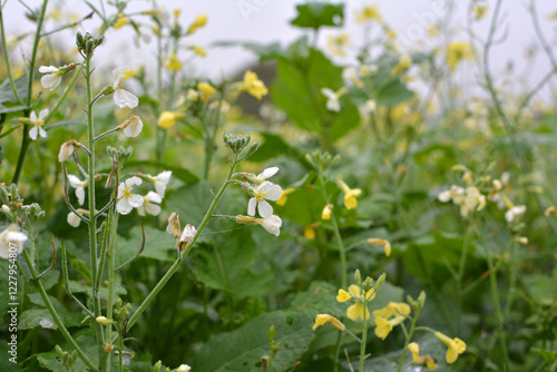 Mustard (Sinapis) grows in a farm field photo