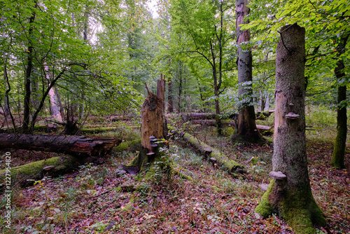 Obraz na płótnie Summertime deciduous forest with broken old tree w salonie