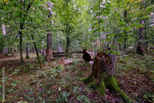 Obraz na płótnie Summertime deciduous forest with broken old tree w salonie