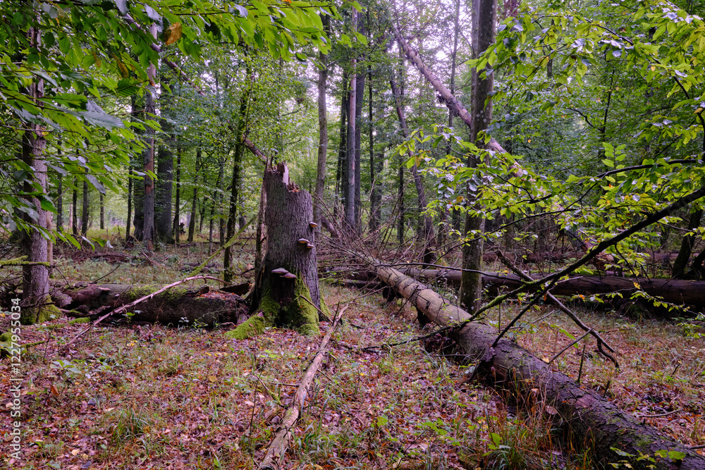 Summertime deciduous forest with broken old tree