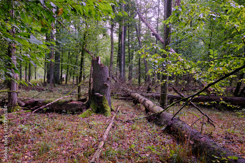 Obraz na płótnie Summertime deciduous forest with broken old tree w salonie