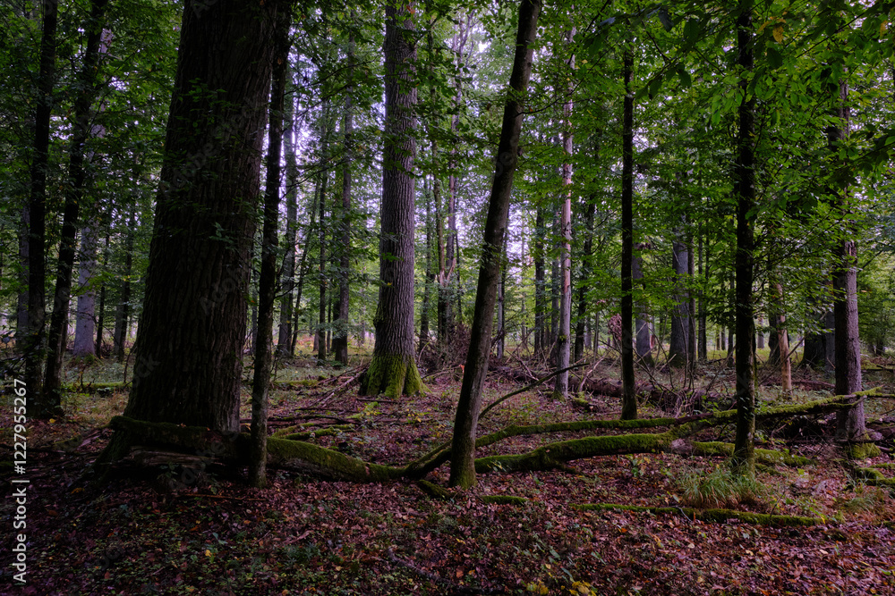 Broken trees in autumn deciduous forest Broken trees in autumn deciduous forest