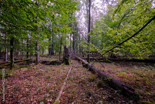Summertime deciduous forest with broken dead tree,Bialowieza Forest,Poland,Europe