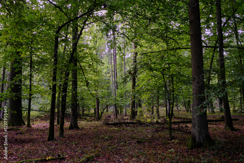 Broken trees in autumn deciduous forest