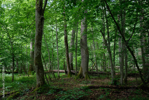 Obraz na płótnie Summertime deciduous forest with broken old tree w salonie