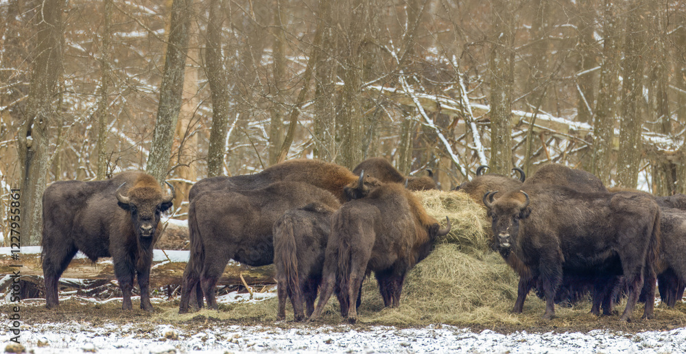 European bison(Bison bonasus) herd