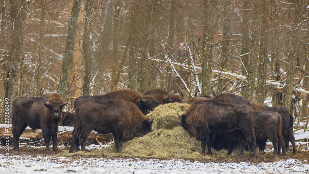 European bison(Bison bonasus) herd