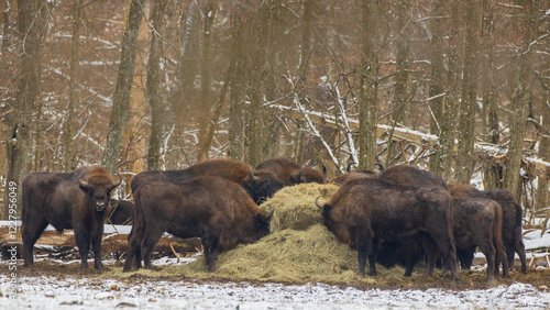 Obraz na płótnie European bison(Bison bonasus) herd w salonie