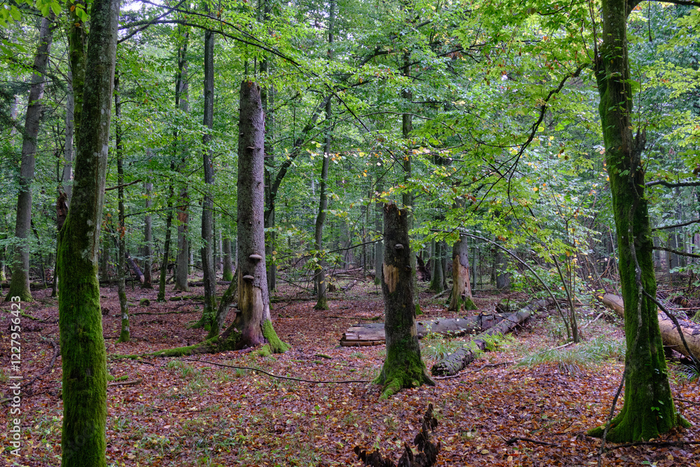 Summertime deciduous forest with broken old tree
