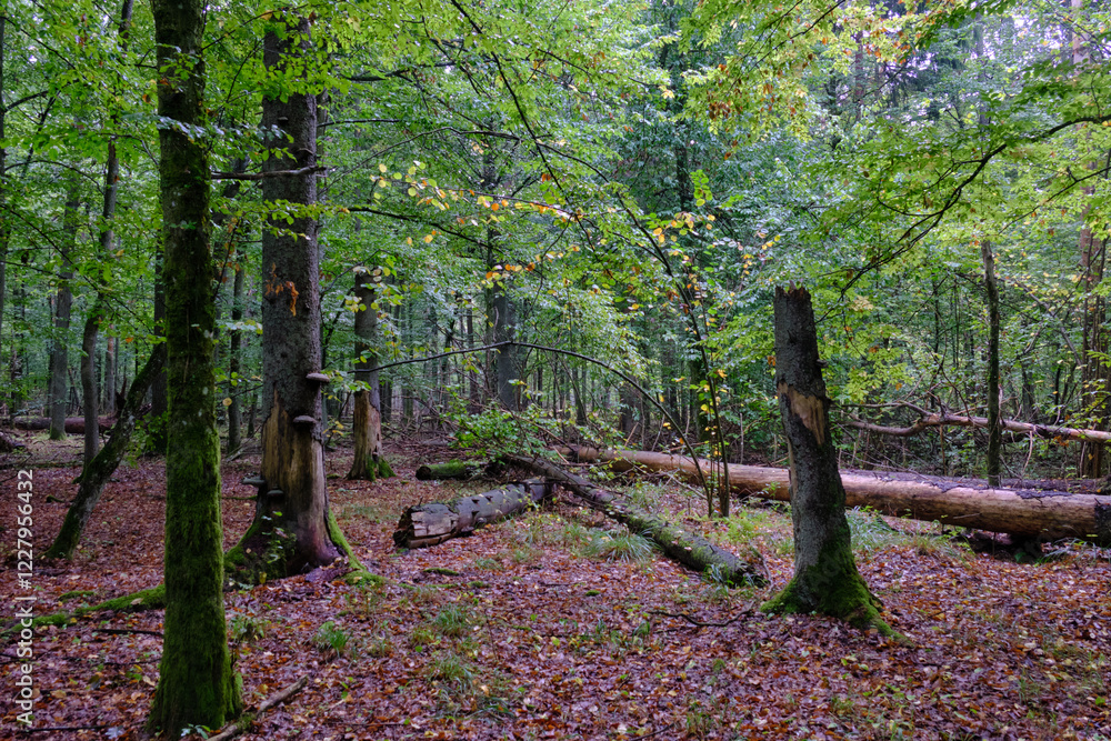 Summertime deciduous forest with broken old tree
