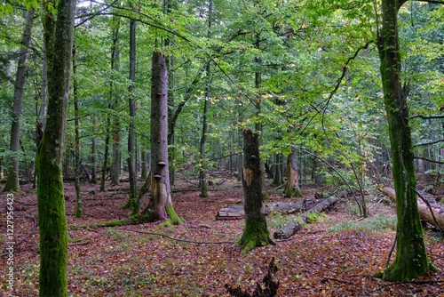 Obraz na płótnie Summertime deciduous forest with broken old tree w salonie