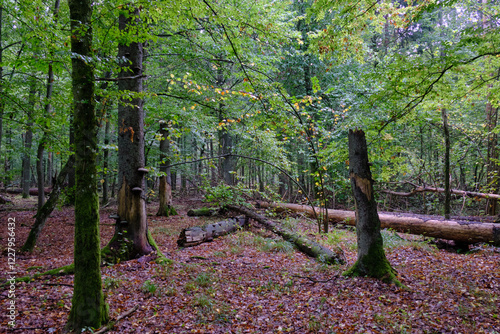 Summertime deciduous forest with broken old tree