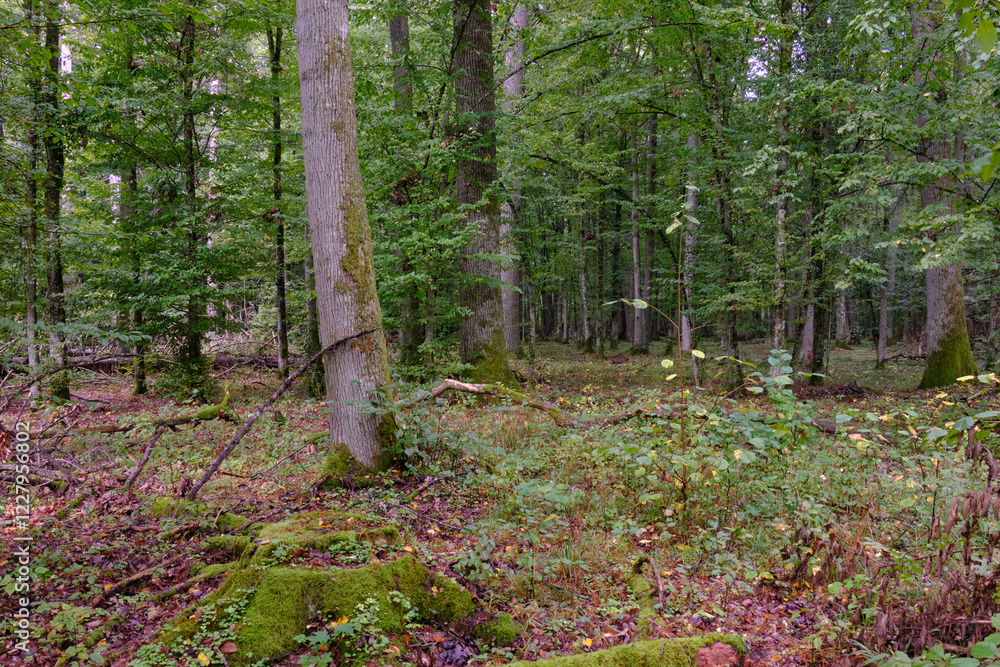 Summertime deciduous forest with broken old tree