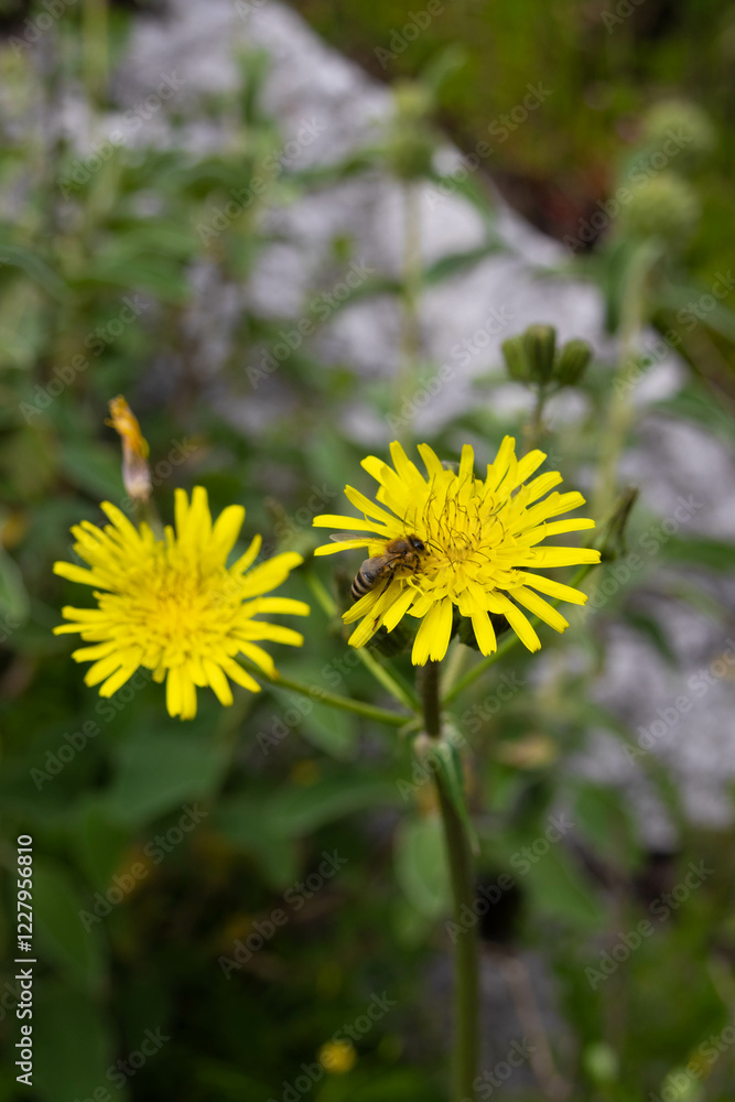 Golden Dandelions with a Pollinating Bee in Spring Golden Dandelions with a Pollinating Bee in Spring