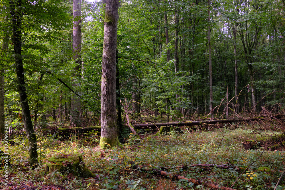 Summertime deciduous forest with broken old tree