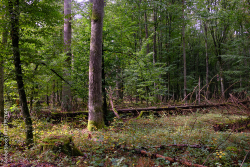 Obraz na płótnie Summertime deciduous forest with broken old tree w salonie