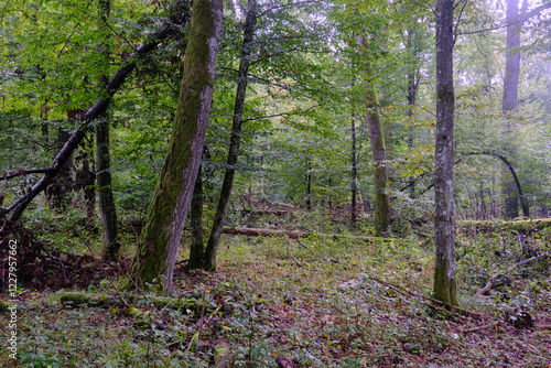 Summertime deciduous forest with broken old tree
