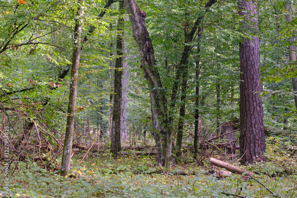 Summertime deciduous forest with broken old tree
