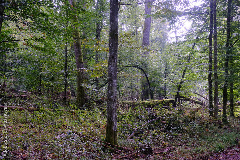 Summertime deciduous forest with broken old tree