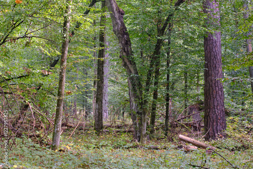 Summertime deciduous forest with broken old tree