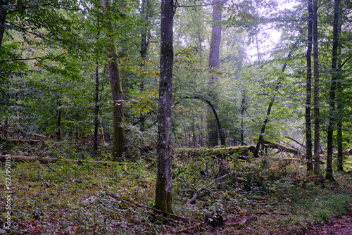 Obraz na płótnie Summertime deciduous forest with broken old tree w salonie